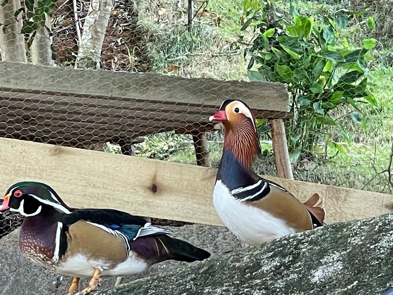 Animal do Sítio